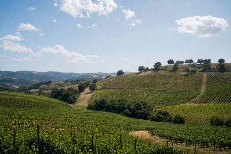 Napa & Sonoma Wine Country Full-Day Tour from San Francisco