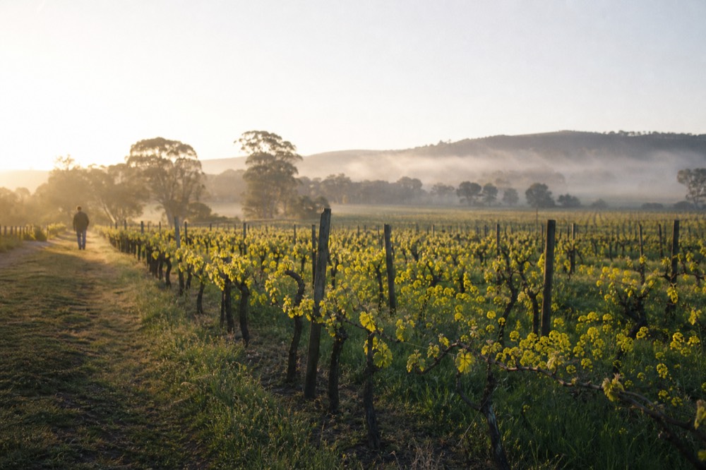 Green spring vineyard rows with mustard flowers between the vines and soft hills beyond, morning light, no text, no logos, no faces