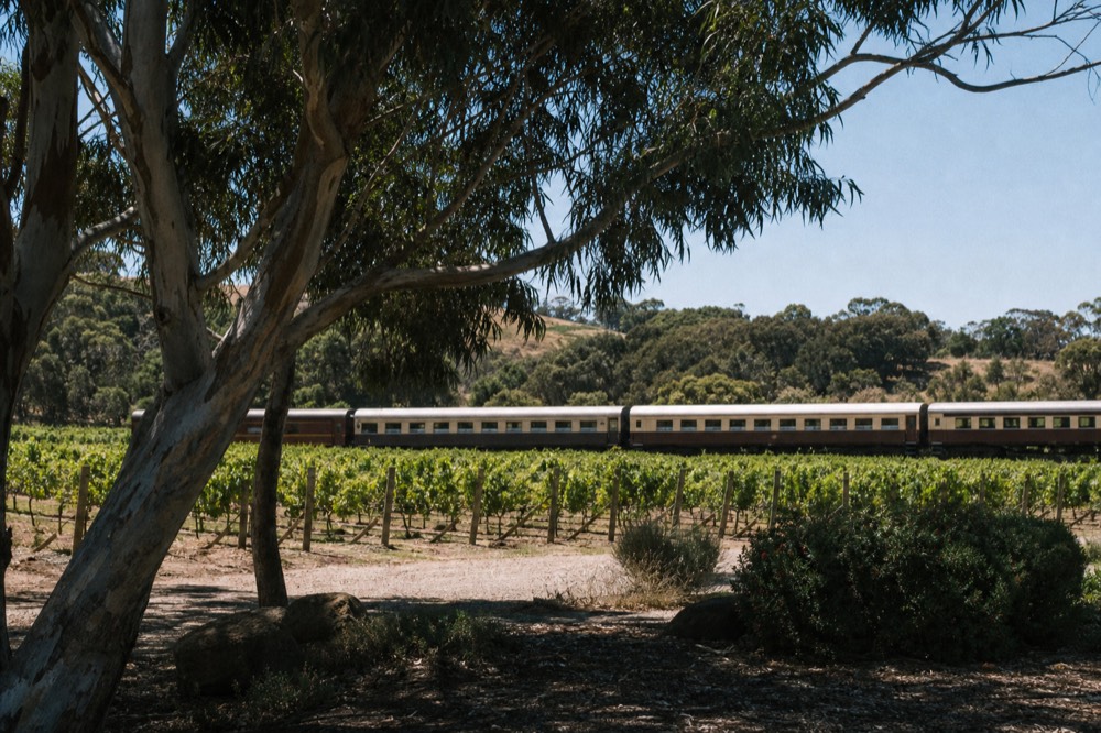 A restored dining train rolling past neat vineyard rows with hills beyond, afternoon light, no text, no logos, no people