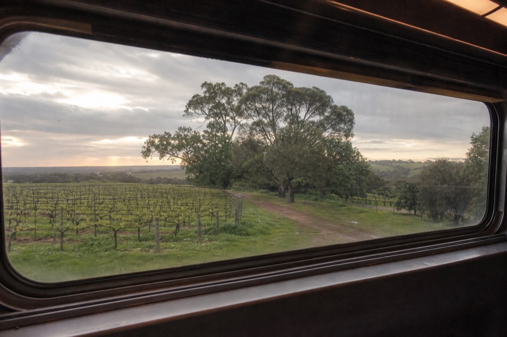Rows of vines seen through a large rail-car window with soft golden light across the valley, no text, no logos, no people