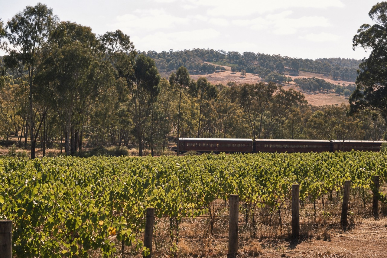 A restored dining rail car crossing a vineyard with hills behind under soft afternoon light, no text, no logos, no people