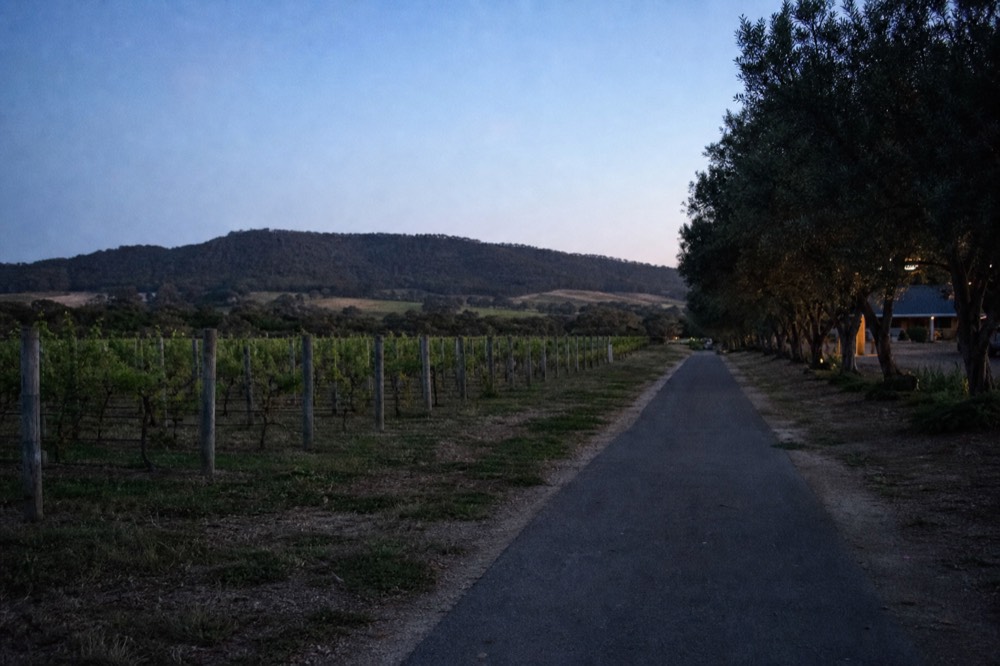 A paved biking and walking trail running between vineyard rows toward hills under a clear sky, no text, no logos, no people