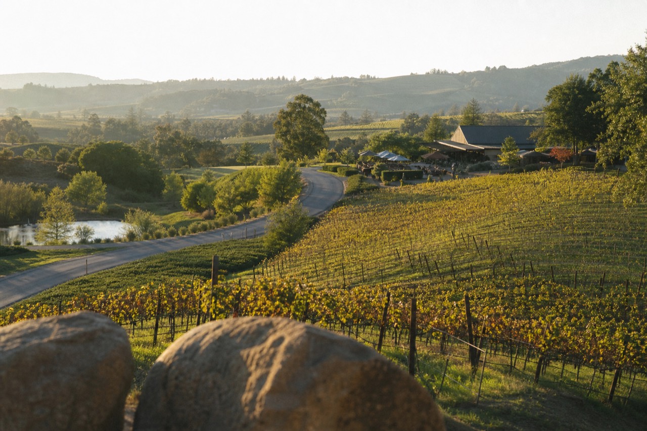 A scenic Napa Valley overlook with rolling vineyard-covered hills and a winding road in warm afternoon light, no text, no logos, no people