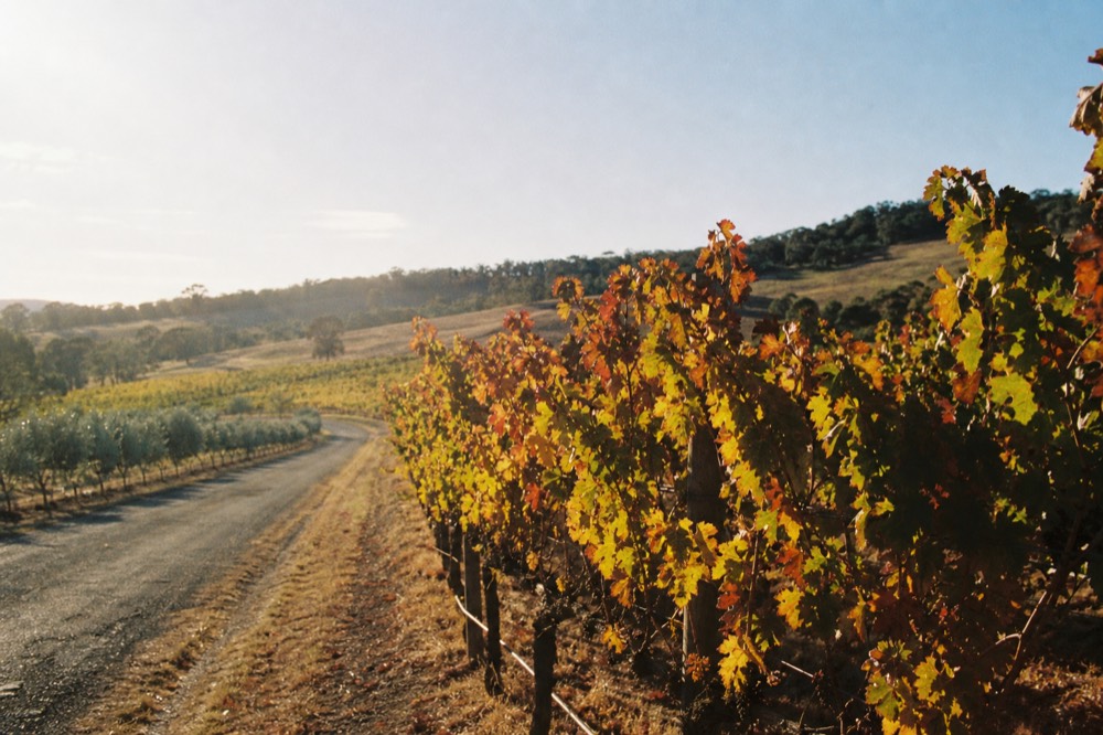A row of vines beside a quiet valley road under warm light with hills in the distance, no text, no logos, no faces