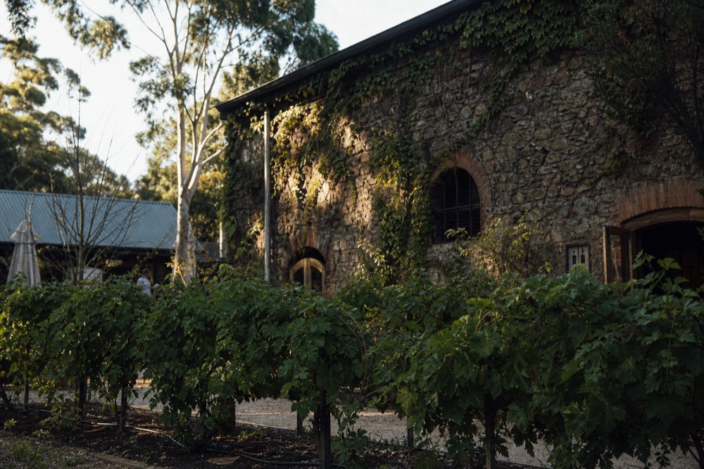 An old stone winery facade with ivy and mature vines in front, soft morning light, no text, no logos, no people