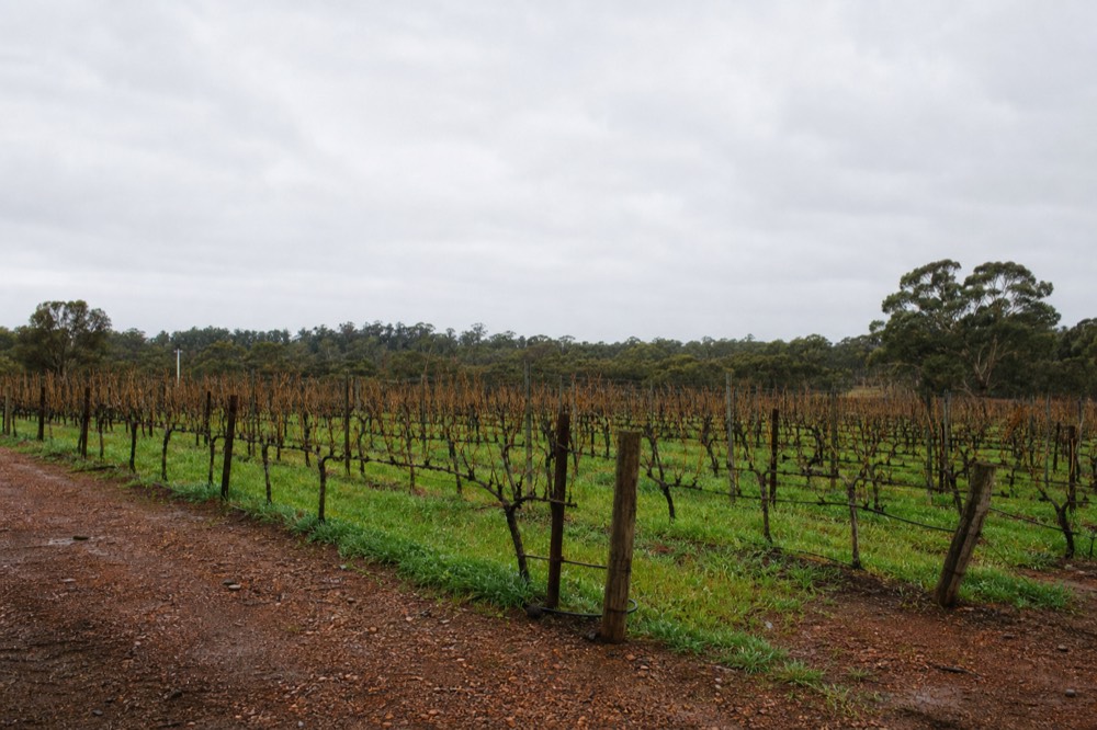 Bare winter vineyard rows under soft grey light with green cover crop between the rows, no text, no logos, no people