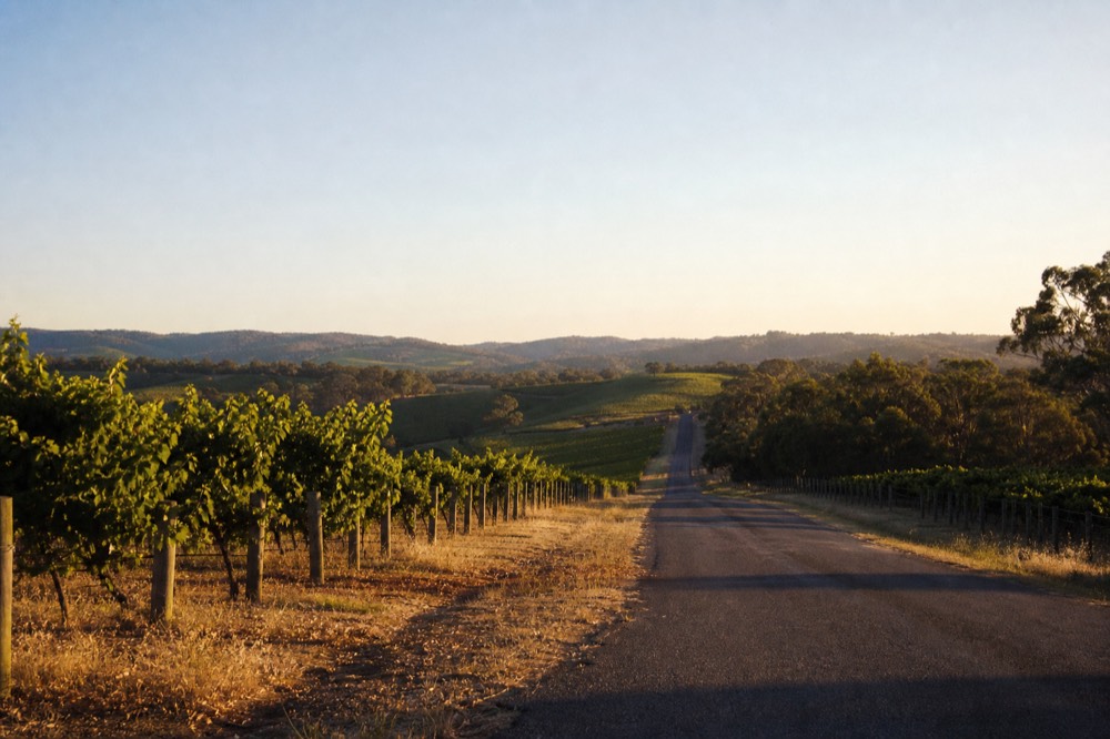 A quiet two-lane valley road running between vineyards toward distant hills, warm low sun, no text, no logos, no people