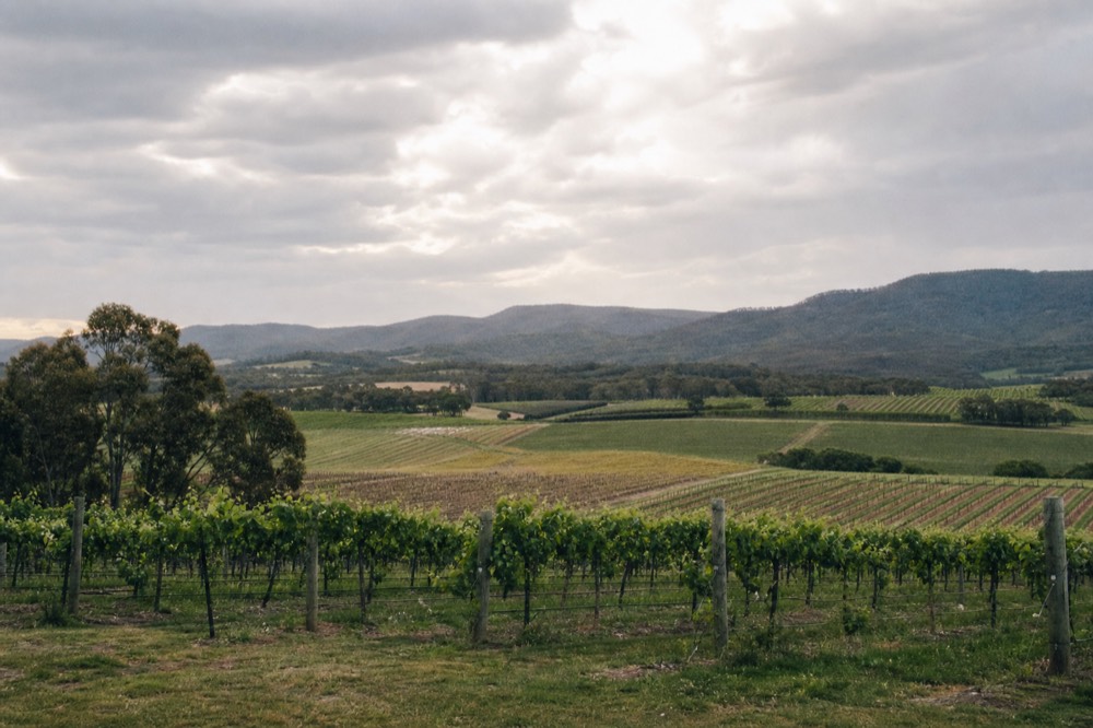 A patchwork of vineyard parcels meeting at a low ridge line with hills beyond under warm light, no text, no logos, no people