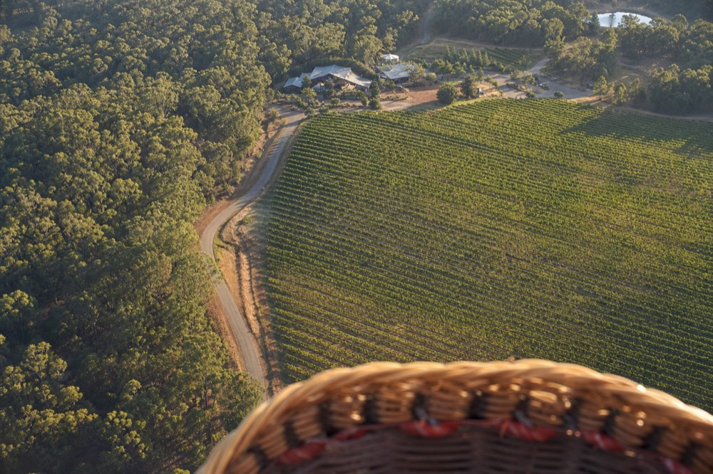 View straight down from a balloon basket onto neat vineyard rows and a winding country road at sunrise, no text, no logos, no people