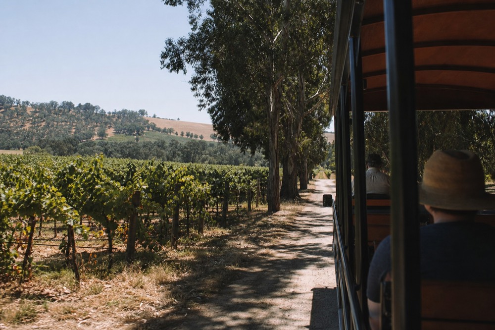 Open-air trolley on a country road between rows of grapevines with oak-dotted hills beyond, morning light, no text, no logos, no people