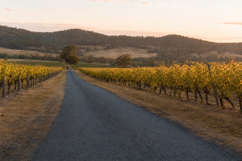 A quiet two-lane road running between vineyards toward rolling hills at golden hour, no text, no logos, no people