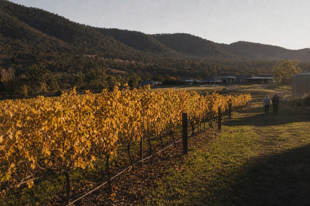Golden autumn vineyard rows glowing in low afternoon sun with hills behind, warm color, no text, no logos, no people
